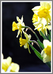 daffodils